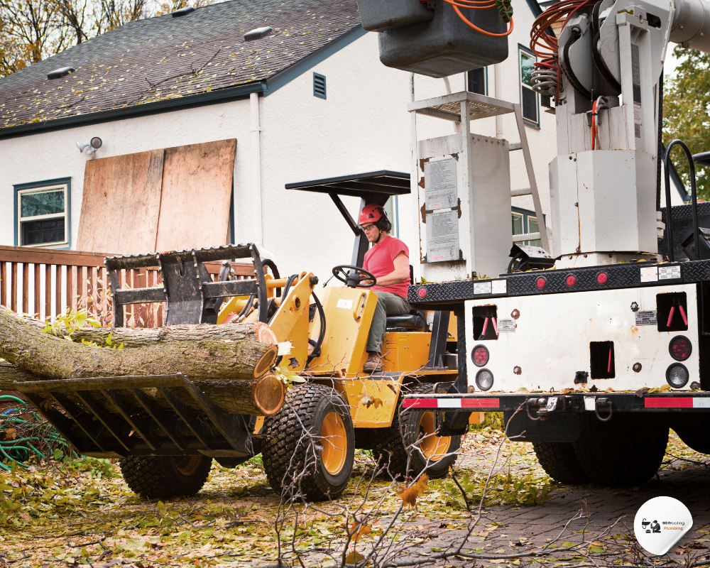 tree removal anchorage ak